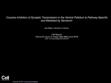 Cocaine Inhibition of Synaptic Transmission in the Ventral Pallidum Is Pathway-Specific and Mediated by Serotonin  Aya Matsui, Veronica A. Alvarez  Cell.