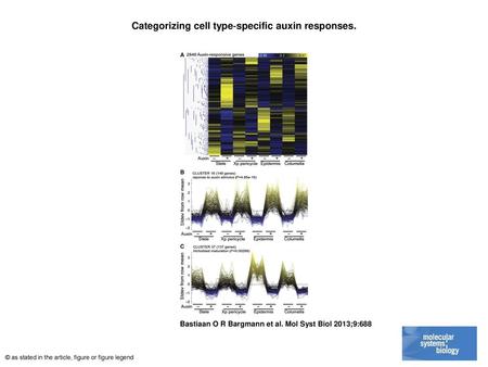 Categorizing cell type‐specific auxin responses.