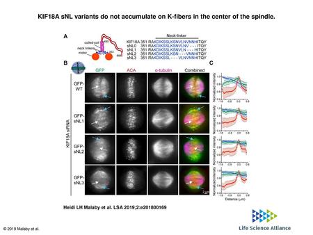 KIF18A sNL variants do not accumulate on K-fibers in the center of the spindle. KIF18A sNL variants do not accumulate on K-fibers in the center of the.