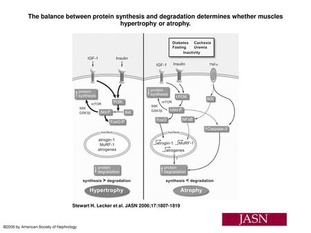 The balance between protein synthesis and degradation determines whether muscles hypertrophy or atrophy. The balance between protein synthesis and degradation.