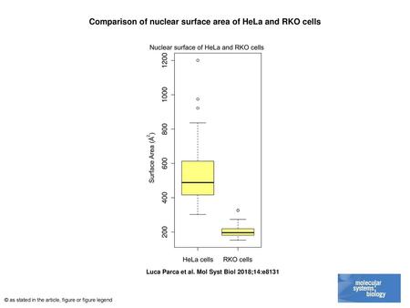 Comparison of nuclear surface area of HeLa and RKO cells