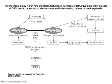 The mechanisms by which mitochondrial dysfunction in chronic obstructive pulmonary disease (COPD) lead to increased oxidative stress and inflammation,