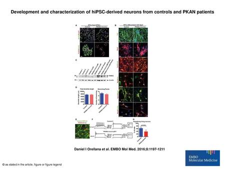 Development and characterization of hiPSC‐derived neurons from controls and PKAN patients Development and characterization of hiPSC‐derived neurons from.