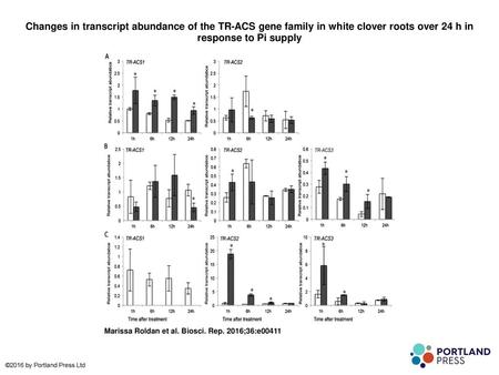 Changes in transcript abundance of the TR-ACS gene family in white clover roots over 24 h in response to Pi supply Changes in transcript abundance of the.