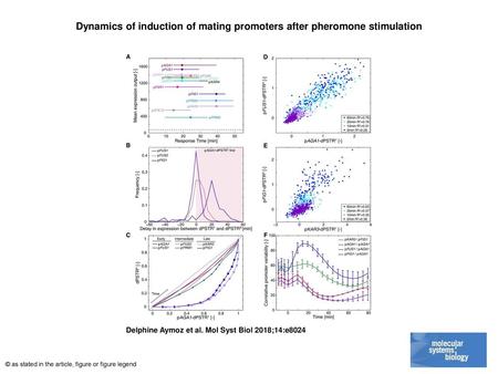 Dynamics of induction of mating promoters after pheromone stimulation