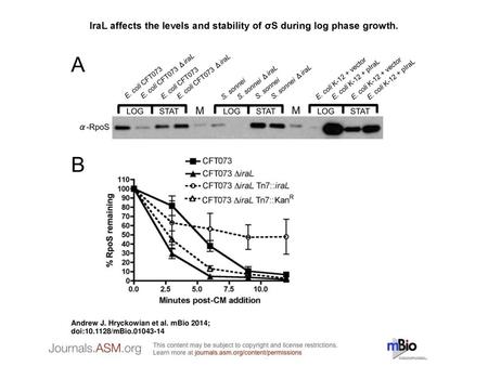 IraL affects the levels and stability of σS during log phase growth.