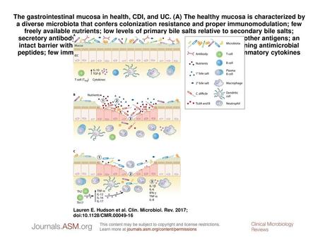 The gastrointestinal mucosa in health, CDI, and UC