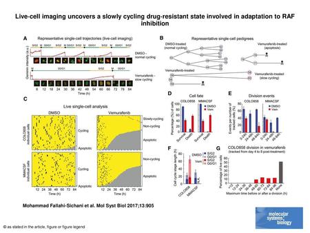 Live‐cell imaging uncovers a slowly cycling drug‐resistant state involved in adaptation to RAF inhibition Live‐cell imaging uncovers a slowly cycling drug‐resistant.