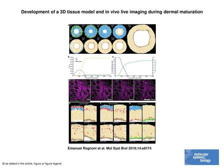 Development of a 3D tissue model and in vivo live imaging during dermal maturation Development of a 3D tissue model and in vivo live imaging during dermal.