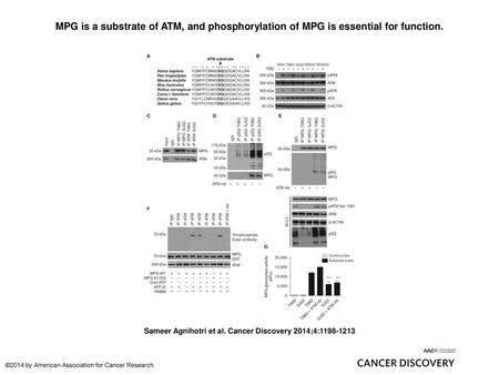 MPG is a substrate of ATM, and phosphorylation of MPG is essential for function. MPG is a substrate of ATM, and phosphorylation of MPG is essential for.