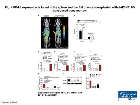 Fig. 4 PD-L1 expression is found in the spleen and the BM of mice transplanted with JAK2V617F-transduced bone marrow. PD-L1 expression is found in the.