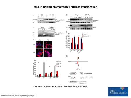 MET inhibition promotes p21 nuclear translocation