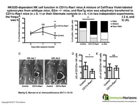 NKG2D-dependent NK cell function in CD11c-Rae1 mice