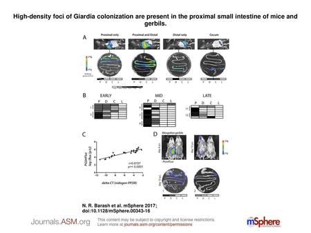 High-density foci of Giardia colonization are present in the proximal small intestine of mice and gerbils. High-density foci of Giardia colonization are.