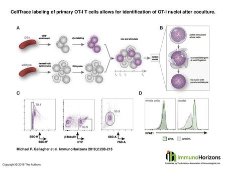 CellTrace labeling of primary OT-I T cells allows for identification of OT-I nuclei after coculture. CellTrace labeling of primary OT-I T cells allows.