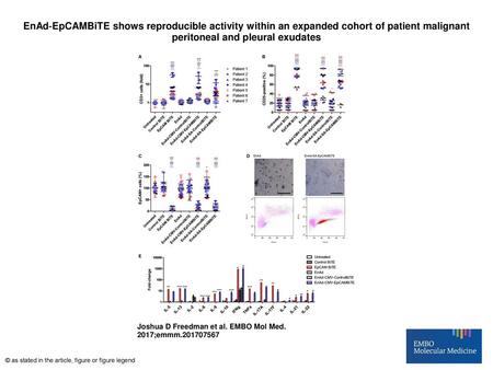 EnAd‐EpCAMBiTE shows reproducible activity within an expanded cohort of patient malignant peritoneal and pleural exudates EnAd‐EpCAMBiTE shows reproducible.