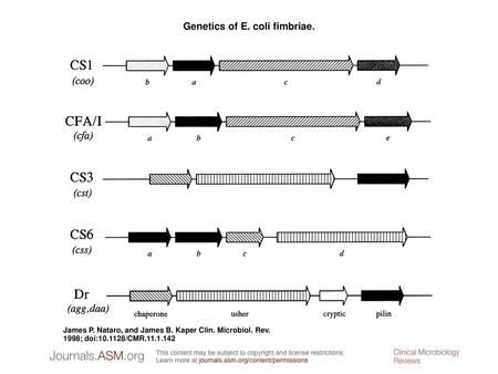 Genetics of E. coli fimbriae.