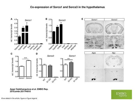 Co‐expression of Sorcs1 and Sorcs3 in the hypothalamus