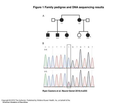 Figure 1 Family pedigree and DNA sequencing results