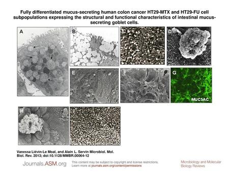 Fully differentiated mucus-secreting human colon cancer HT29-MTX and HT29-FU cell subpopulations expressing the structural and functional characteristics.