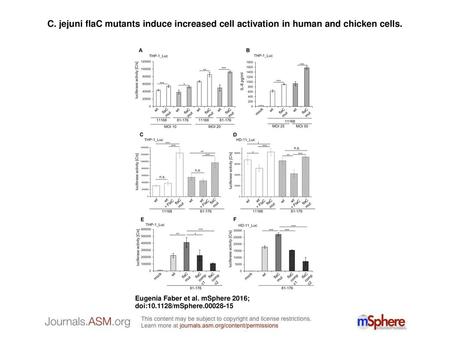 C. jejuni flaC mutants induce increased cell activation in human and chicken cells. C. jejuni flaC mutants induce increased cell activation in human and.