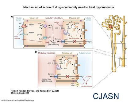 Mechanism of action of drugs commonly used to treat hyponatremia.