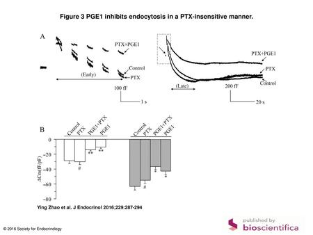 Figure 3 PGE1 inhibits endocytosis in a PTX-insensitive manner.