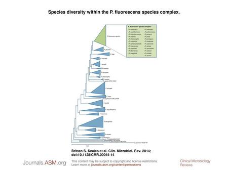 Species diversity within the P. fluorescens species complex.