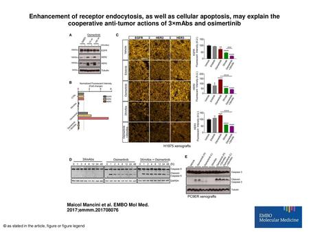 Enhancement of receptor endocytosis, as well as cellular apoptosis, may explain the cooperative anti‐tumor actions of 3×mAbs and osimertinib Enhancement.