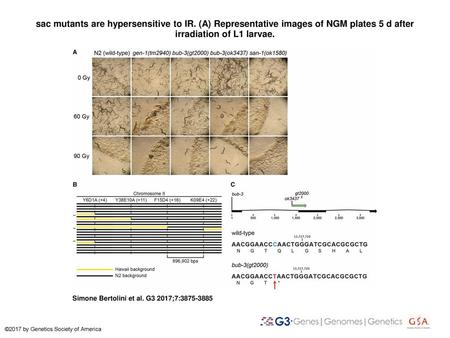 sac mutants are hypersensitive to IR