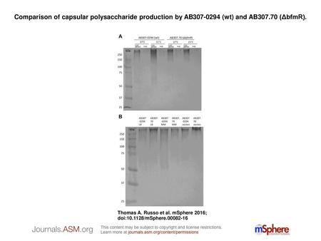 Comparison of capsular polysaccharide production by AB307-0294 (wt) and AB307.70 (ΔbfmR). Comparison of capsular polysaccharide production by AB307-0294.