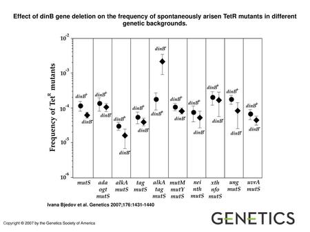 Effect of dinB gene deletion on the frequency of spontaneously arisen TetR mutants in different genetic backgrounds. Effect of dinB gene deletion on the.