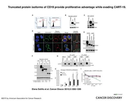 Truncated protein isoforms of CD19 provide proliferative advantage while evading CART-19. Truncated protein isoforms of CD19 provide proliferative advantage.