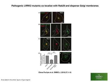 Pathogenic LRRK2 mutants co‐localize with Rab29 and disperse Golgi membranes Pathogenic LRRK2 mutants co‐localize with Rab29 and disperse Golgi membranes.