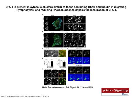 LFA-1 is present in cytosolic clusters similar to those containing RhoB and tubulin in migrating T lymphocytes, and reducing RhoB abundance impairs the.