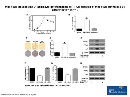 MiR‐146b induces 3T3‐L1 adipocyte differentiation qRT‐PCR analysis of miR‐146b during 3T3‐L1 differentiation (n = 4). miR‐146b induces 3T3‐L1 adipocyte.