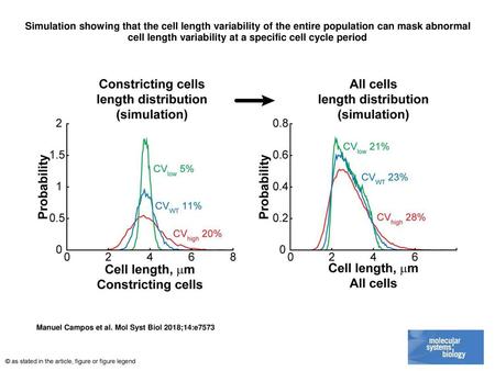 Simulation showing that the cell length variability of the entire population can mask abnormal cell length variability at a specific cell cycle period.