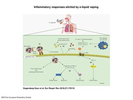 Inflammatory responses elicited by e-liquid vaping.