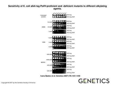 Sensitivity of E. coli alkA tag PolIV-proficient and -deficient mutants to different alkylating agents. Sensitivity of E. coli alkA tag PolIV-proficient.