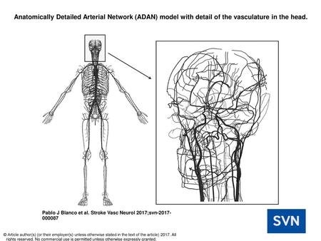 Anatomically Detailed Arterial Network (ADAN) model with detail of the vasculature in the head. Anatomically Detailed Arterial Network (ADAN) model with.