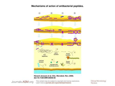 Mechanisms of action of antibacterial peptides.