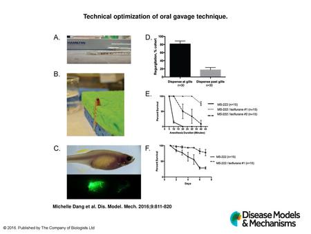 Technical optimization of oral gavage technique.