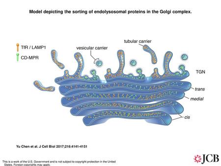 Model depicting the sorting of endolysosomal proteins in the Golgi complex. Model depicting the sorting of endolysosomal proteins in the Golgi complex.