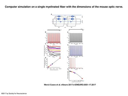 Computer simulation on a single myelinated fiber with the dimensions of the mouse optic nerve. Computer simulation on a single myelinated fiber with the.