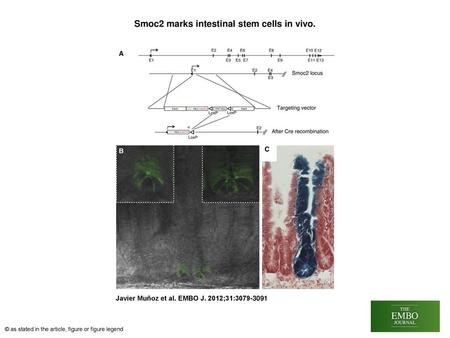 Smoc2 marks intestinal stem cells in vivo.