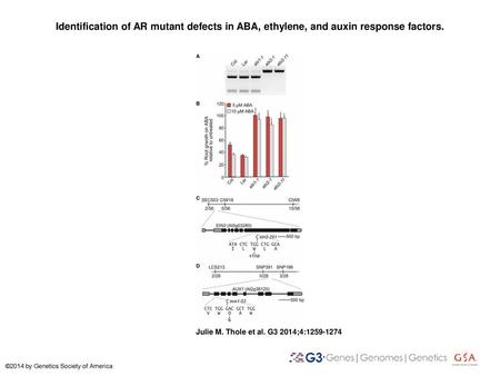 Identification of AR mutant defects in ABA, ethylene, and auxin response factors. Identification of AR mutant defects in ABA, ethylene, and auxin response.