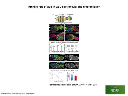 Intrinsic role of Aub in GSC self‐renewal and differentiation