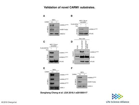 Validation of novel CARM1 substrates.