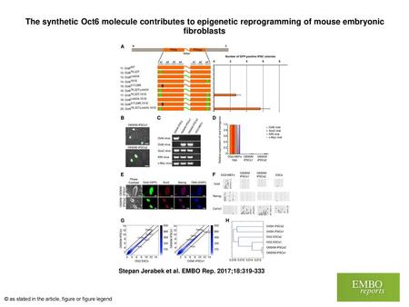 The synthetic Oct6 molecule contributes to epigenetic reprogramming of mouse embryonic fibroblasts The synthetic Oct6 molecule contributes to epigenetic.