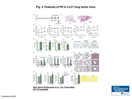 Fig. 4. Features of PH in LLC1 lung tumor mice.